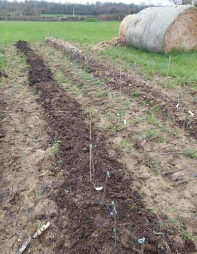 plantations pepiniere